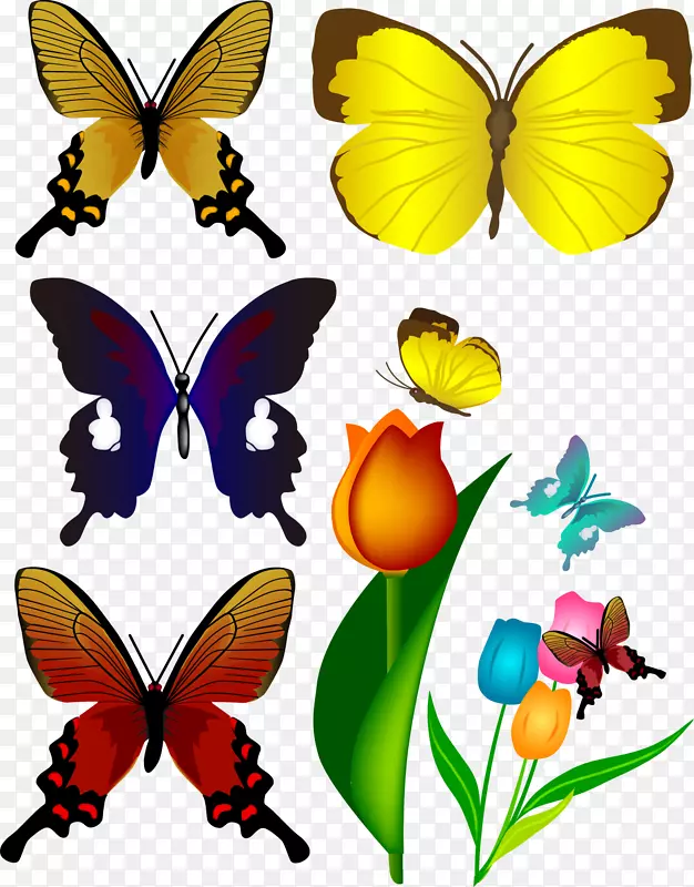 蝴蝶插图.各种彩色蝴蝶材料