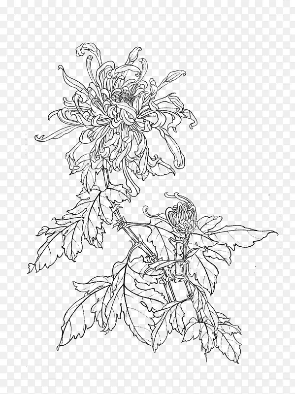 芥菜种子园画菊花工笔画手册-菊花线绘制