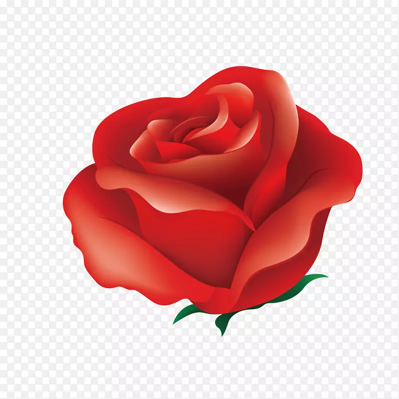玫瑰红粉红色插图-红色花朵
