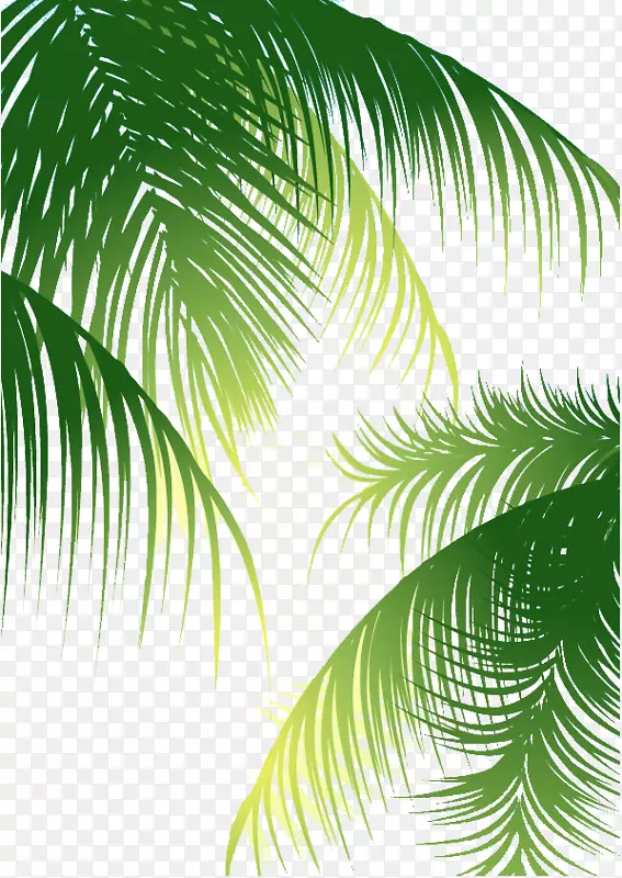 椰子槟榔科-绿棕榈叶背景
