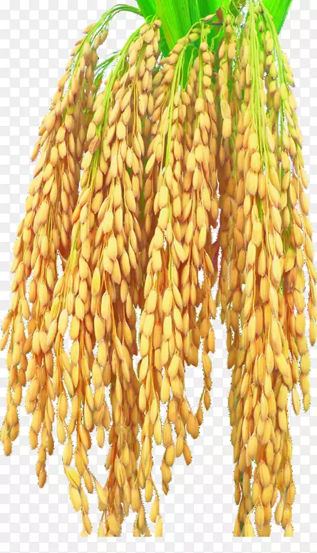 水稻收获玉米-水稻弓