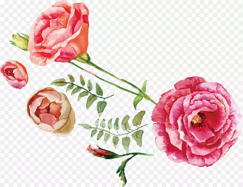 玫瑰花束插图.水彩画玫瑰