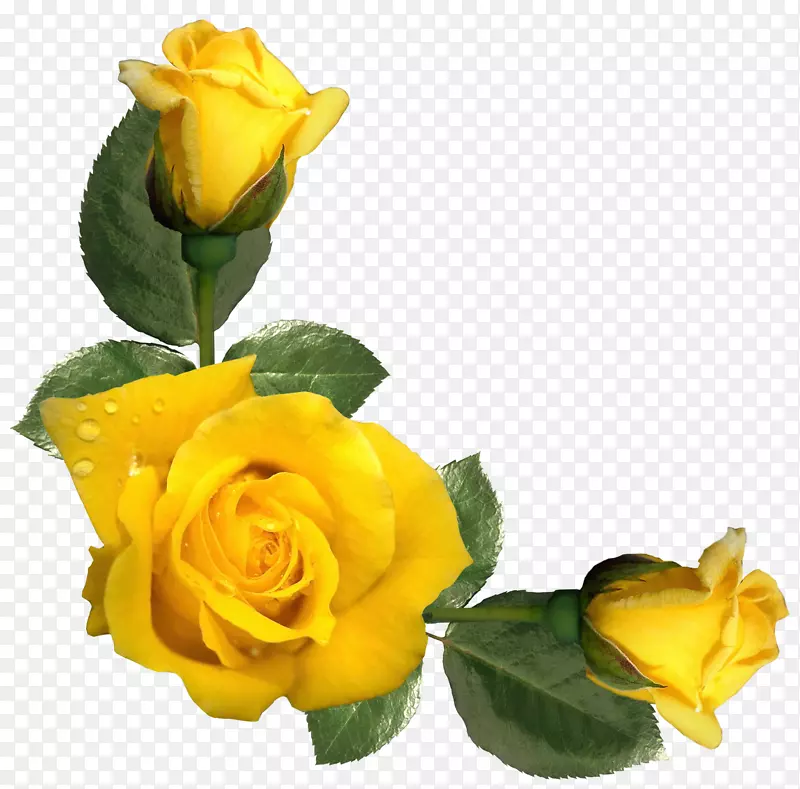 玫瑰黄色插花艺术-美丽的黄色玫瑰装饰PNG形象