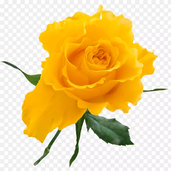 玫瑰黄色剪贴画-透明的黄玫瑰