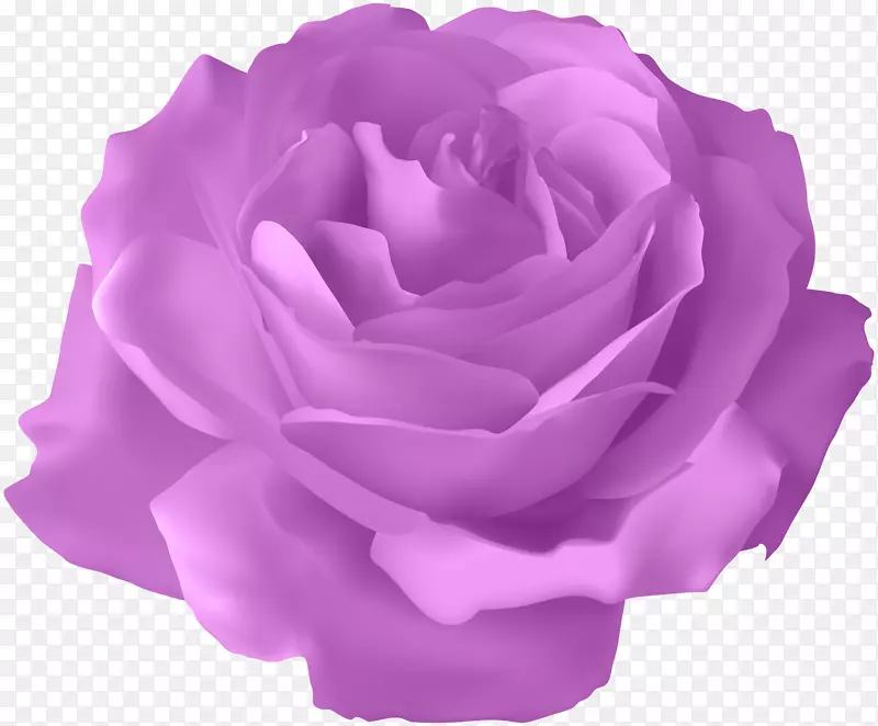 蓝玫瑰花-紫玫瑰透明PNG剪贴画图像