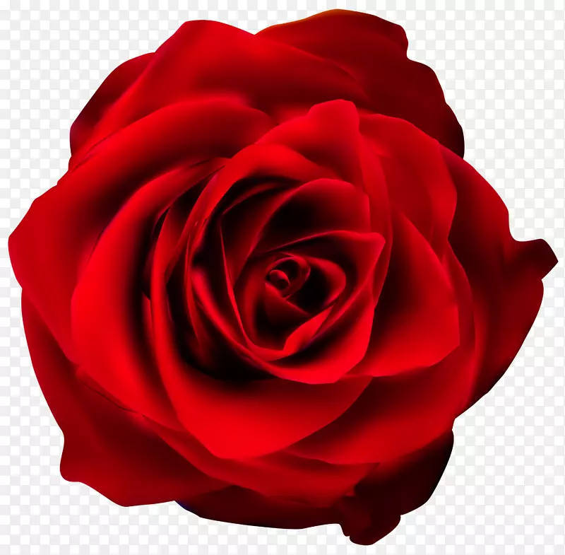 玫瑰红剪贴画-红玫瑰透明PNG剪贴画图像
