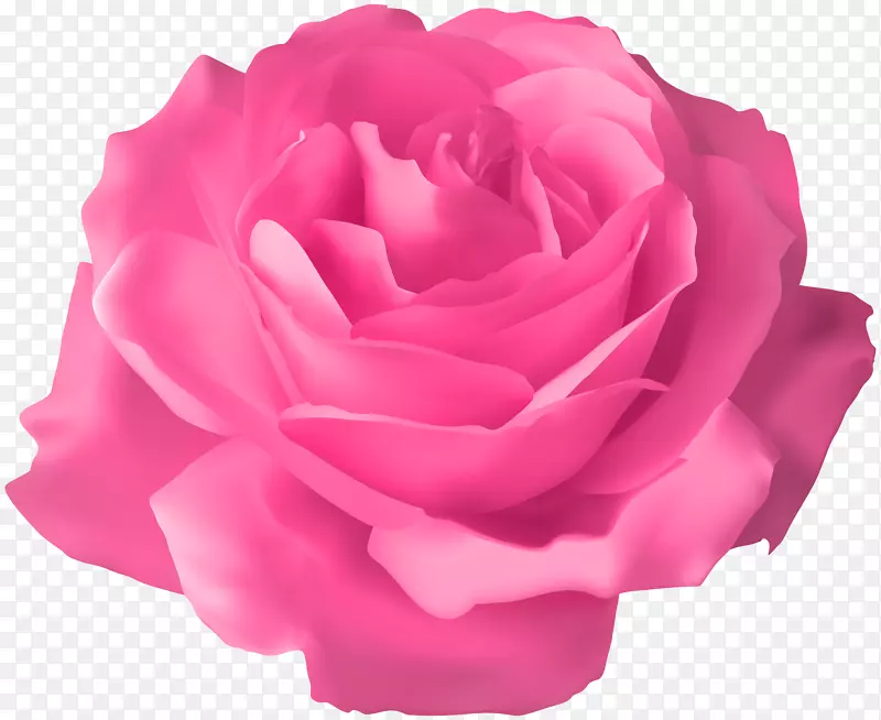 粉色玫瑰透明PNG剪贴画图像