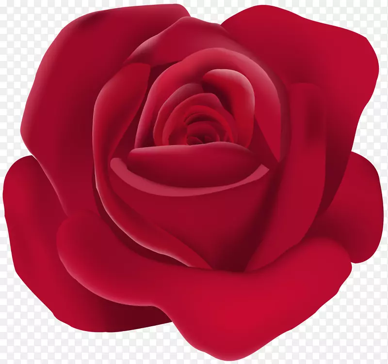 玫瑰花月季剪贴画-玫瑰PNG形象