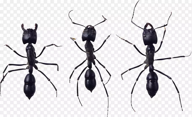 蚂蚁图标wiki-ant png