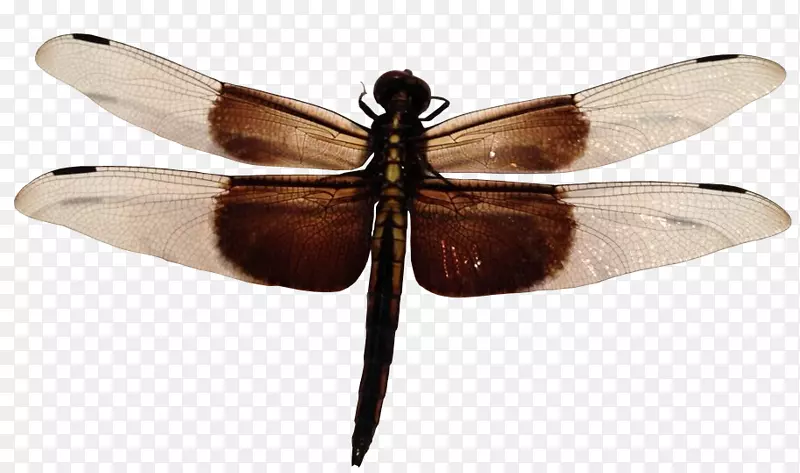 蜻蜓寡妇掠夺者-蜻蜓PNG