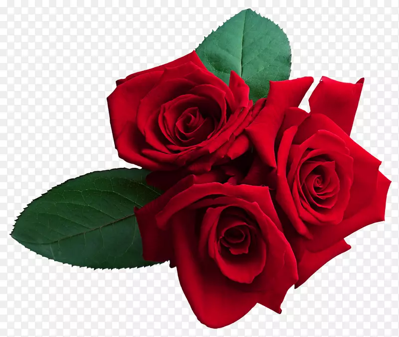 玫瑰墙纸-红玫瑰