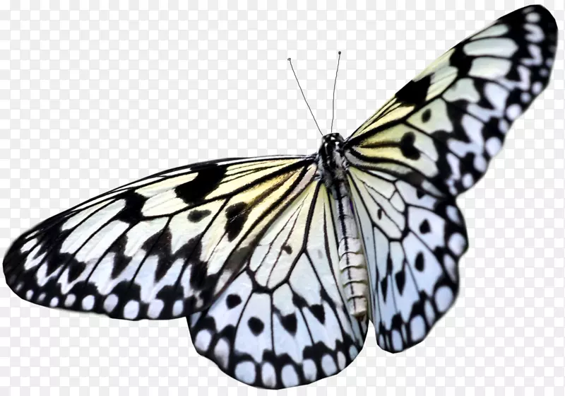 Greta oto蝴蝶光反射翼-大型白色PNG透明蝴蝶剪片