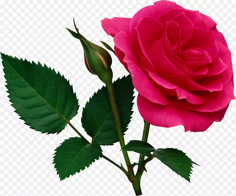 玫瑰剪贴画-粉红色大玫瑰和玫瑰花蕾