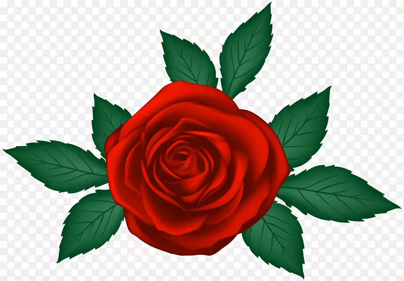 花园玫瑰剪贴画-红玫瑰透明PNG剪贴画图像