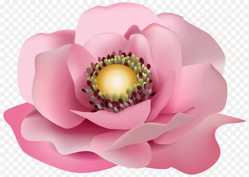 粉色花卉剪贴画-粉色透明PNG剪贴画图像