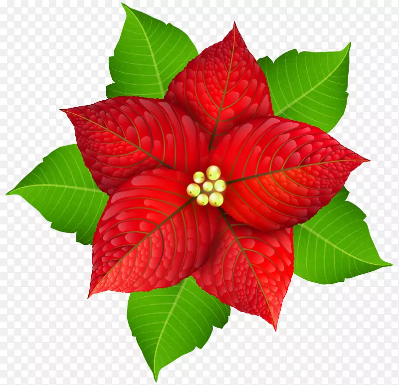 圣诞剪贴画-圣诞一品红透明PNG图像