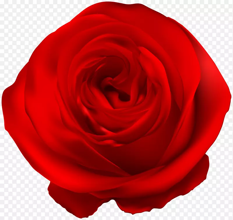 花园玫瑰蓝玫瑰剪贴画-红玫瑰PNG剪贴画