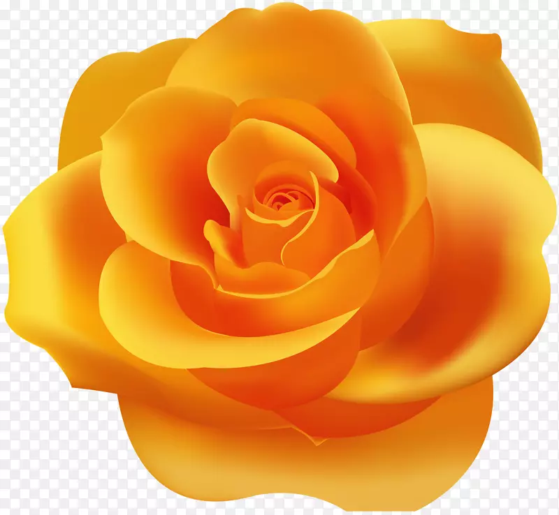 花园玫瑰黄色壁纸-橙色玫瑰PNG剪贴画