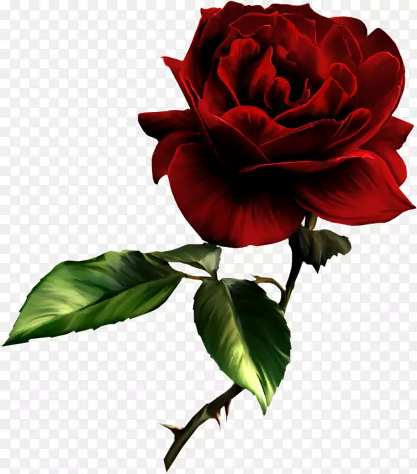 维迪亚友谊爱情同情玫瑰彩绘红玫瑰悬崖