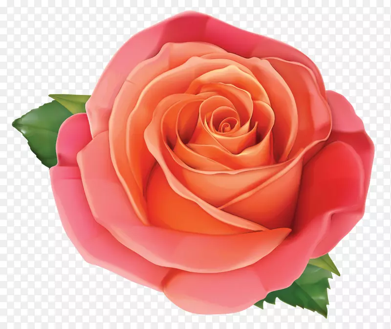 玫瑰粉红色剪贴画-大玫瑰花剪贴画