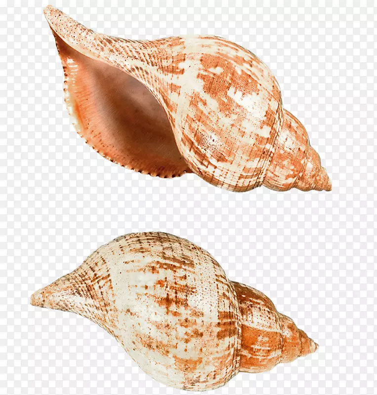 巴布亚新几内亚贝壳-海蜗牛壳png图片