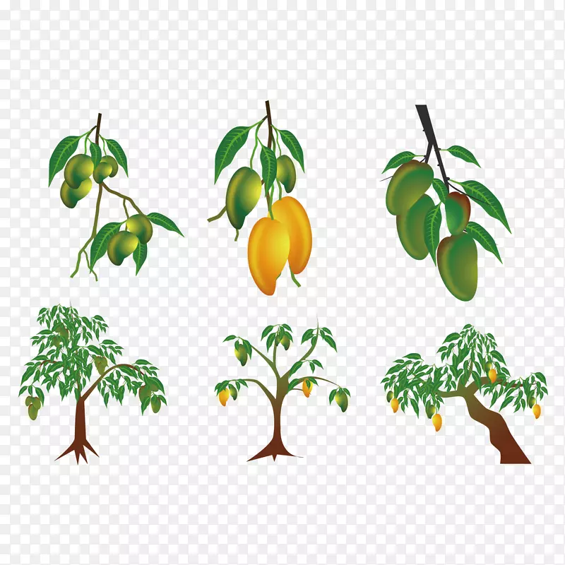 芒果-剪贴画-芒果树结果