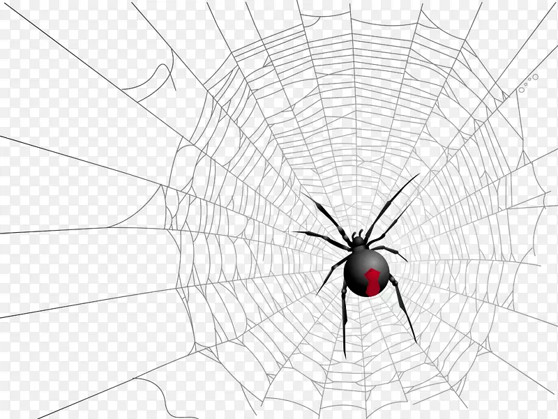 寡妇蜘蛛昆虫对称图案万圣节透明网和蜘蛛图片