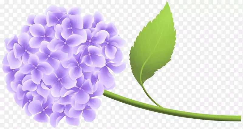 绣球剪贴画-紫色八角莲剪贴画