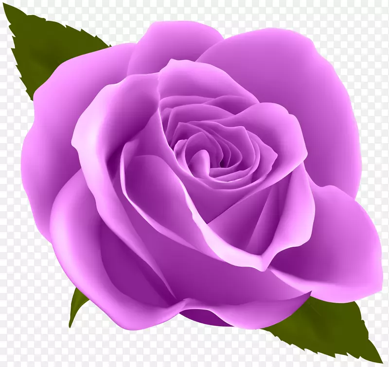 玫瑰花紫花剪贴画-紫玫瑰PNG剪贴画形象