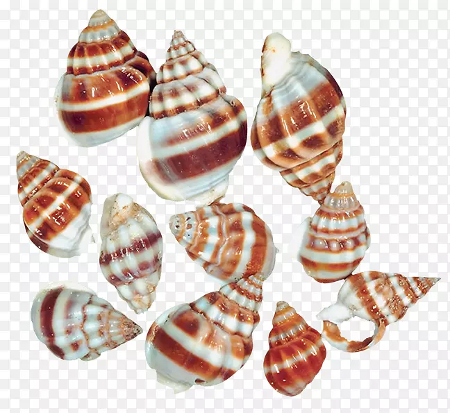 海螺夹艺术.透明海螺壳