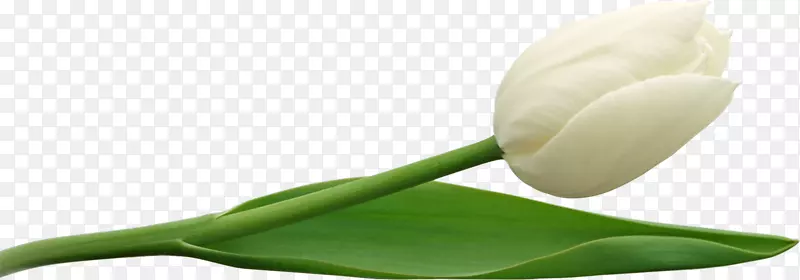 郁金香芽植物茎花瓣-郁金香PNG图像