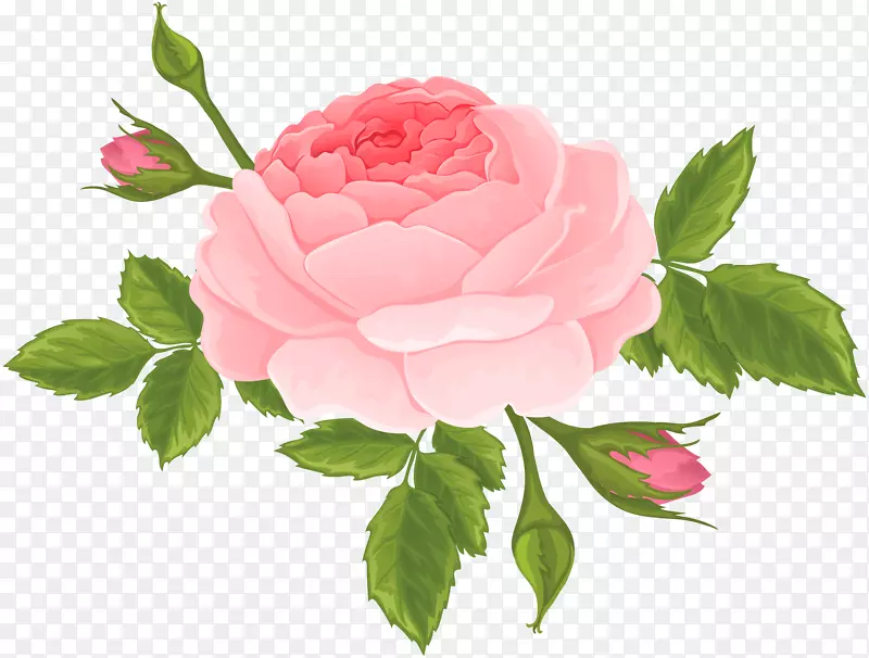 花园玫瑰、蜈蚣玫瑰、剪贴画-粉红色玫瑰带花蕾的PNG剪贴画图像