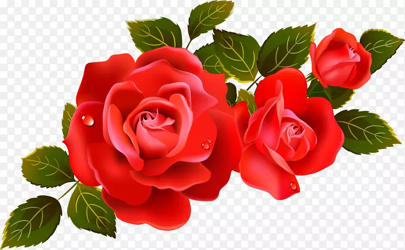 玫瑰插花艺术-大红玫瑰悬垂元素