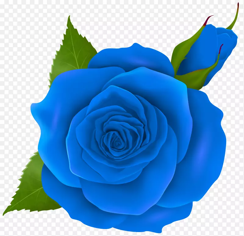 玫瑰粉色剪贴画-蓝色玫瑰和花蕾透明PNG剪贴画