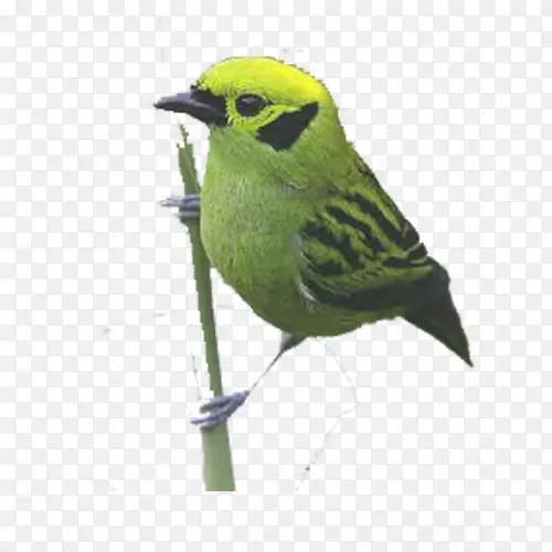 鸟鹦鹉-卡通鸟绿鹦鹉