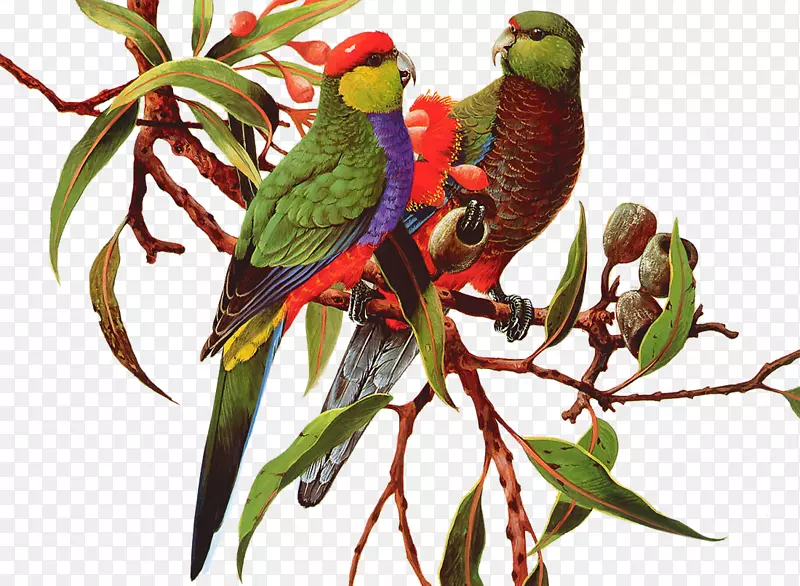 鸟类亚马逊鹦鹉剪贴画彩色鹦鹉