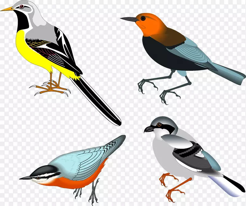 鸟类画片艺术-鸟类