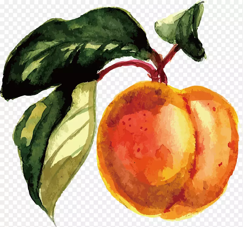 水果水彩画.水彩桃子