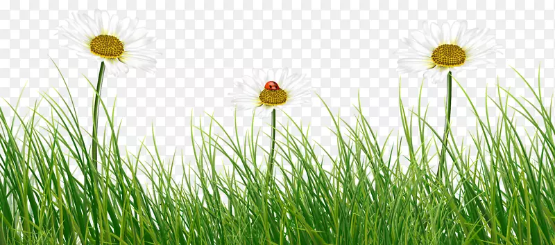 烤鸡墙纸-雏菊和瓢虫绿草