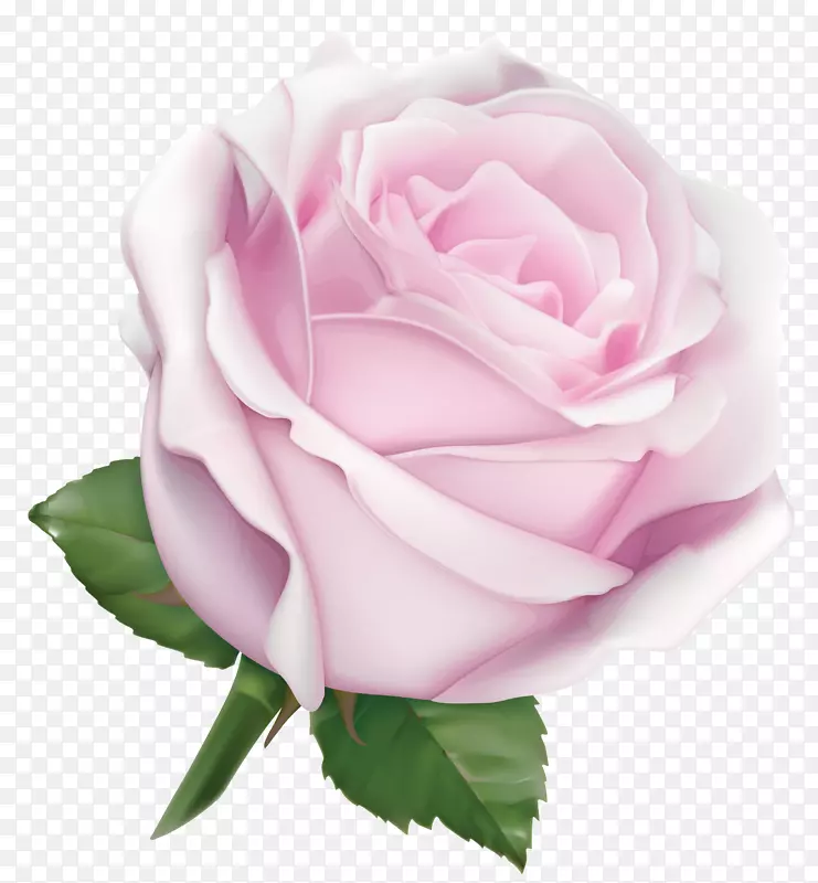 粉红色花园玫瑰花色-大而柔软的粉红色玫瑰PNG剪贴画