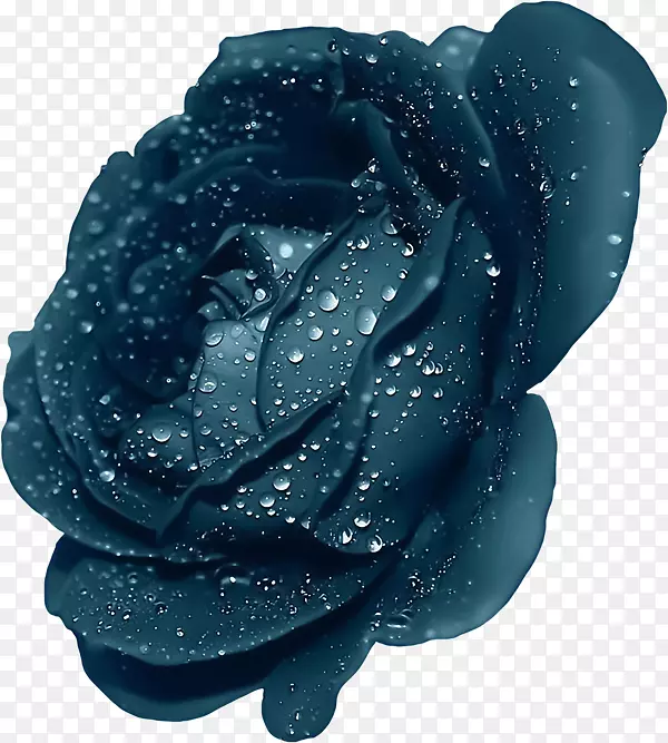 紫玫瑰剪贴画-带露珠的蓝色玫瑰