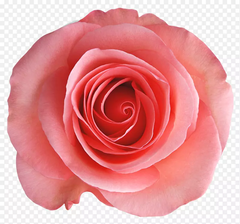 月季花园玫瑰花、蜈蚣玫瑰、透明玫瑰PNG图片