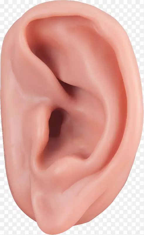 耳针耳廓治疗耳廓-耳穴PNG