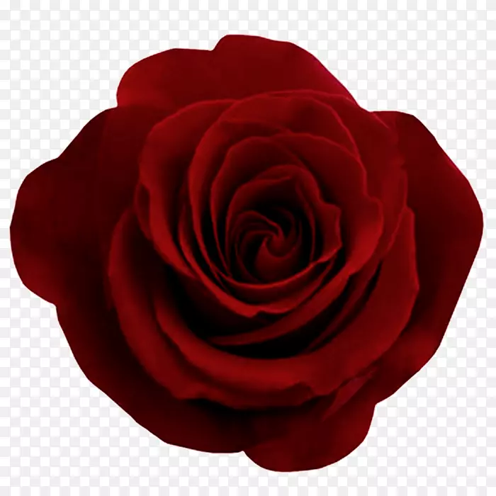 玫瑰花点缀图案-红玫瑰PNG图像，免费图片下载