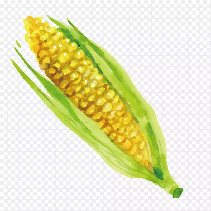 玉米芯上最大的谷物，玉米粉，玉米仁-美味的玉米