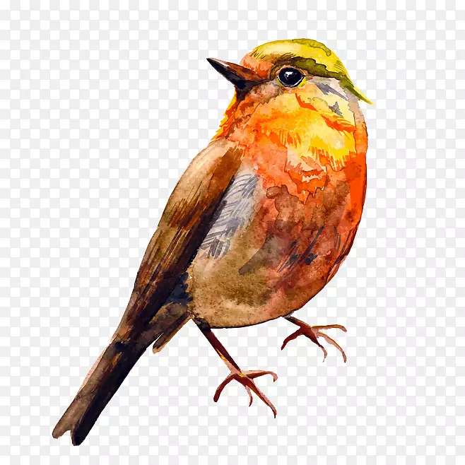鸟水彩画-橙色鸟