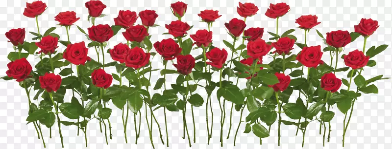 国际玫瑰试验园玫瑰园-玫瑰PNG图片下载
