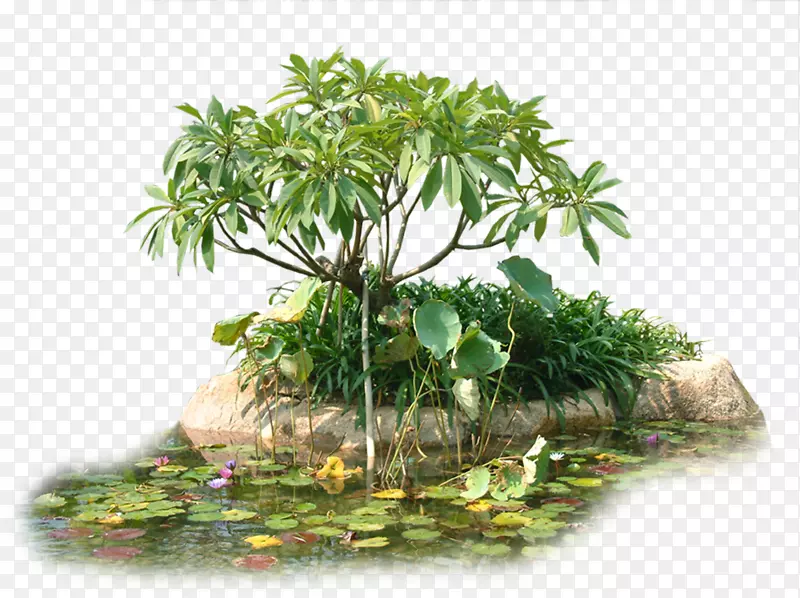 树花盆栽植物-创意园林树木