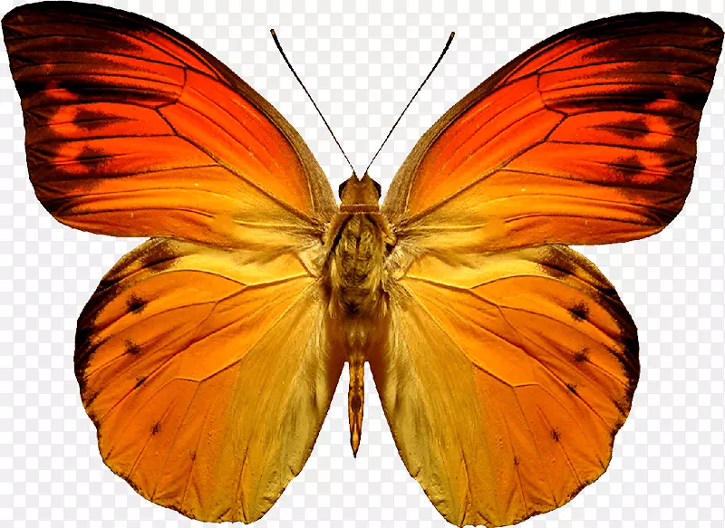 蝴蝶橙色-蝴蝶PNG图像