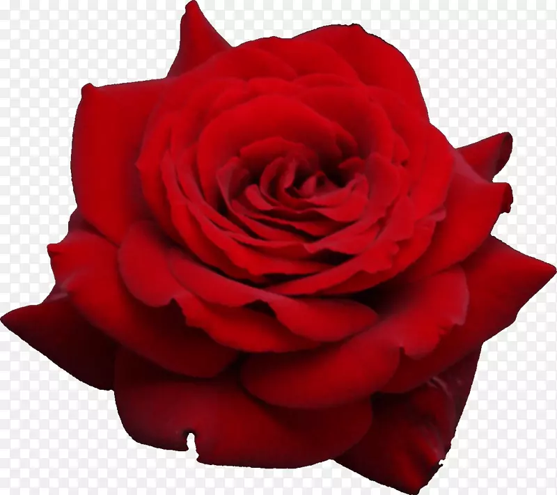 玫瑰花夹艺术-红玫瑰PNG图片下载